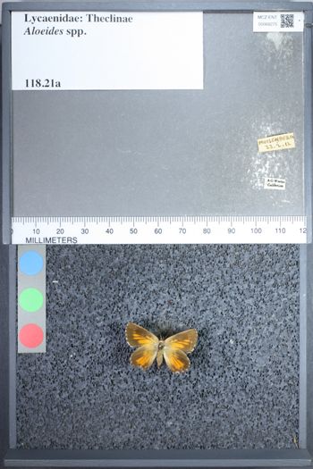 Media type: image;   Entomology 68275